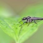   Projekt " Insekten in unserem Garten " :  Märzfliege