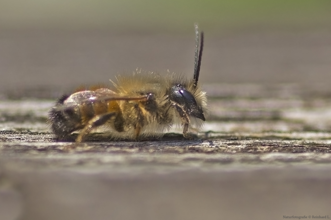 Projekt " Insekten in unserem Garten " : Osmia bicornis