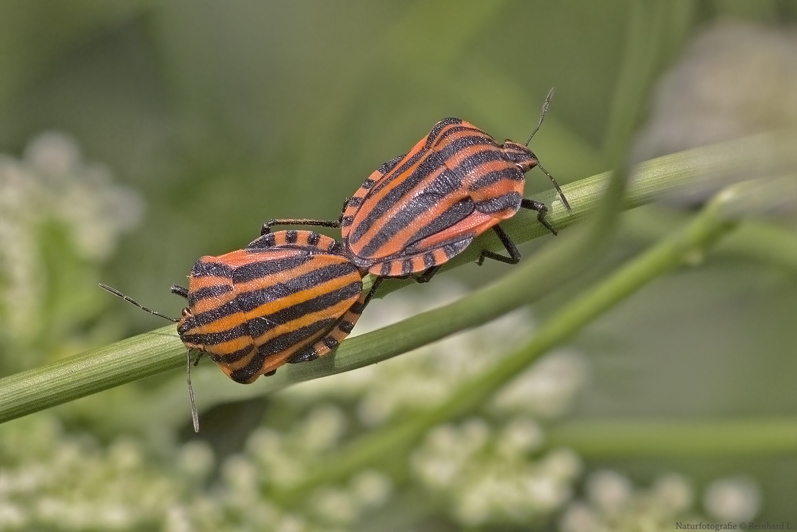Projekt &quot; Insekten in unserem Garten &quot; Paarung der