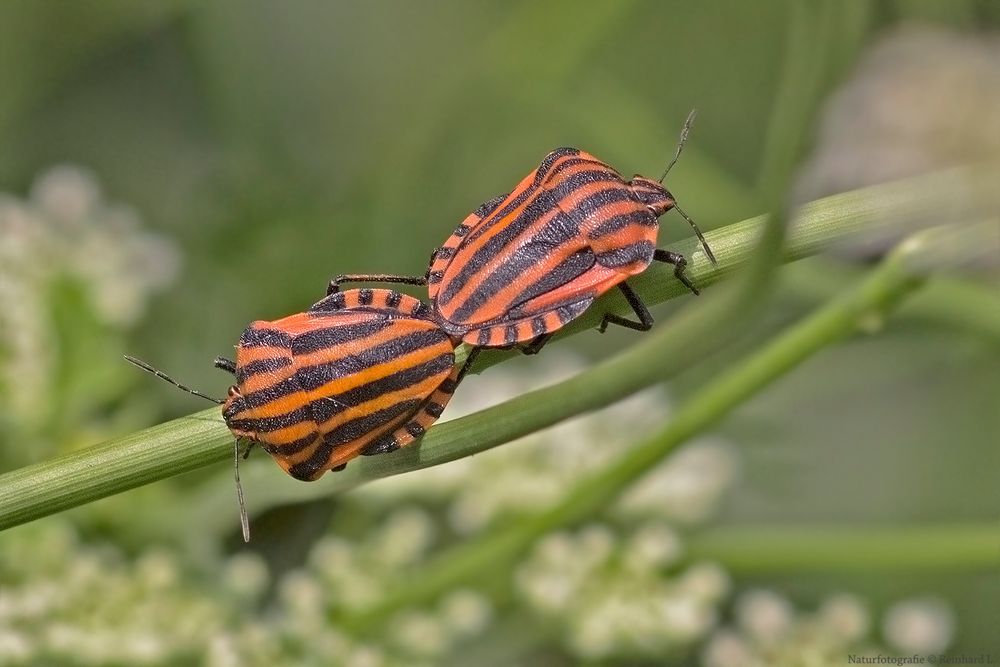 Projekt " Insekten in unserem Garten " Paarung der