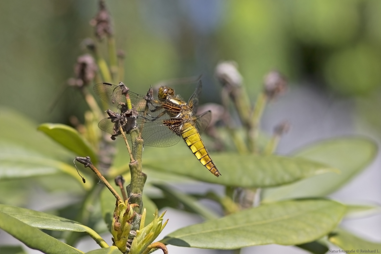 Projekt " Insekten in unserem Garten " : Plattbauch