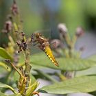 Projekt " Insekten in unserem Garten " : Plattbauch