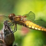 Projekt " Insekten in unserem Garten " Plattbauch (Libellula depressa) 