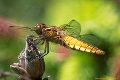 Projekt " Insekten in unserem Garten " Plattbauch (Libellula depressa) 