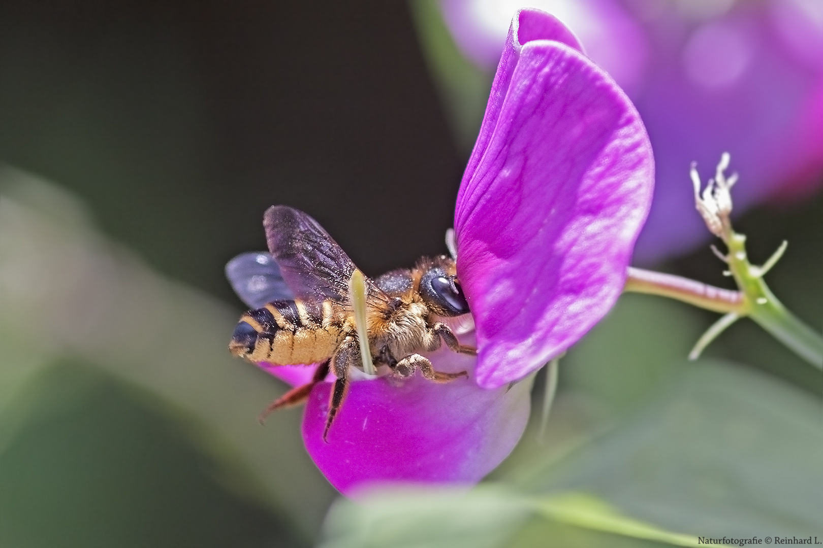 Projekt " Insekten in unserem Garten " : Platterbsen-Mörtelbiene 