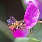 Projekt " Insekten in unserem Garten " : Platterbsen-Mörtelbiene 