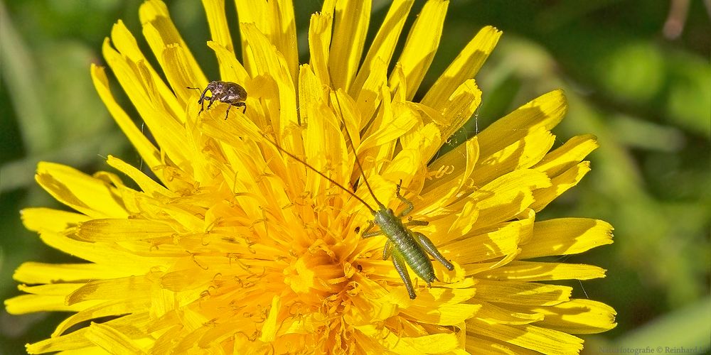 Projekt &quot; Insekten in unserem Garten &quot; Punktierte