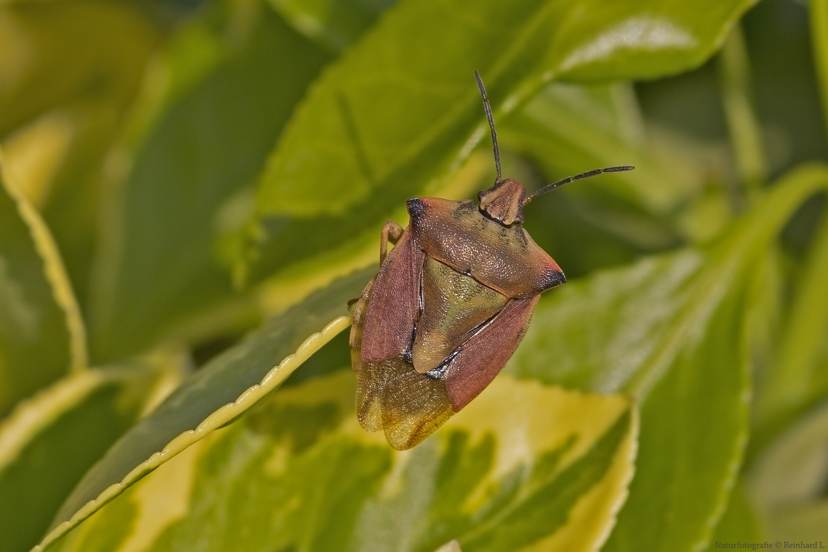 Projekt " Insekten in unserem Garten " Purpur