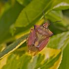 Projekt " Insekten in unserem Garten " :  Purpur-Fruchtwanze 