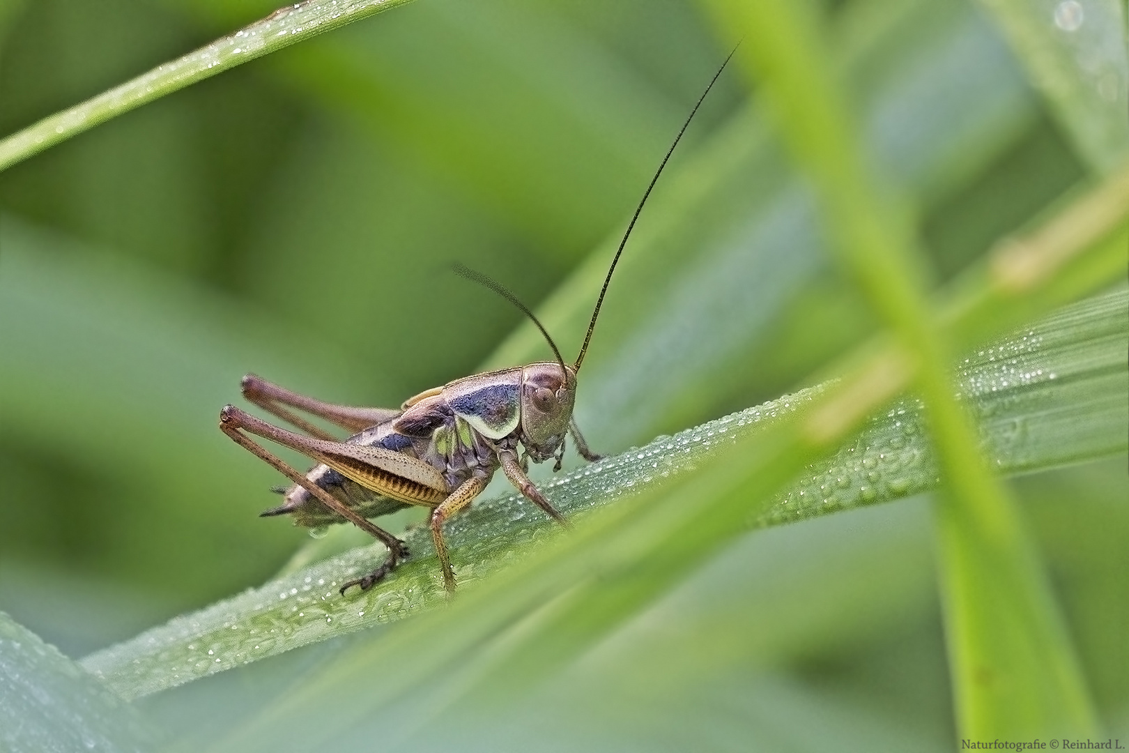  Projekt " Insekten in unserem Garten " : Rösels Beißschrecke Larvenform