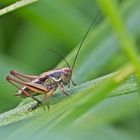  Projekt " Insekten in unserem Garten " : Rösels Beißschrecke Larvenform