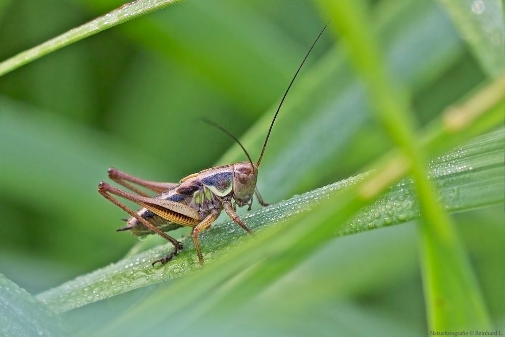 Projekt " Insekten in unserem Garten " Rösels Beißschrecke Larvenform