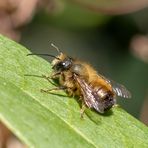 Projekt " Insekten in unserem Garten " Rostrote Mauerbiene " (Osmia Bicornis)