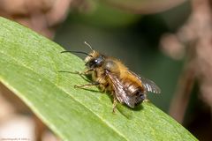 Projekt " Insekten in unserem Garten " Rostrote Mauerbiene " (Osmia Bicornis)