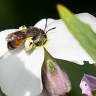 Projekt " Insekten in unserem Garten " : Rote Ehrenpreis-Sandbiene  