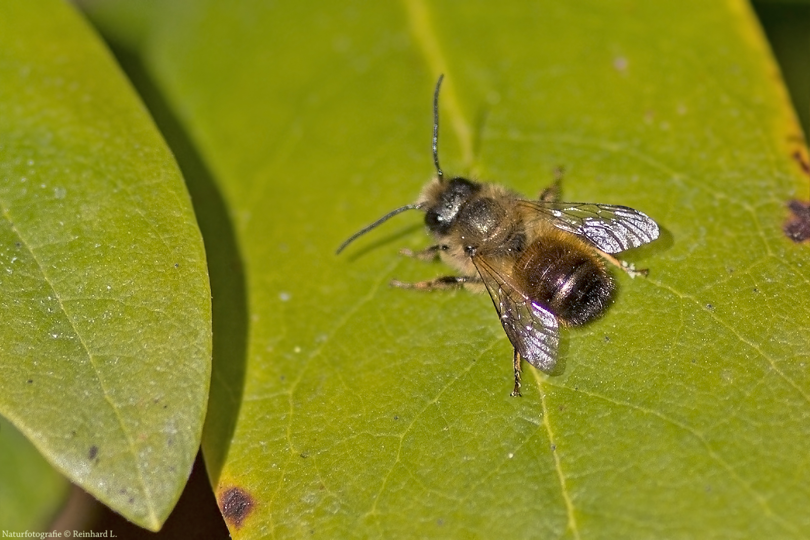  Projekt " Insekten in unserem Garten " :  Rote Mauerbiene 