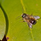  Projekt " Insekten in unserem Garten " :  Rote Mauerbiene 