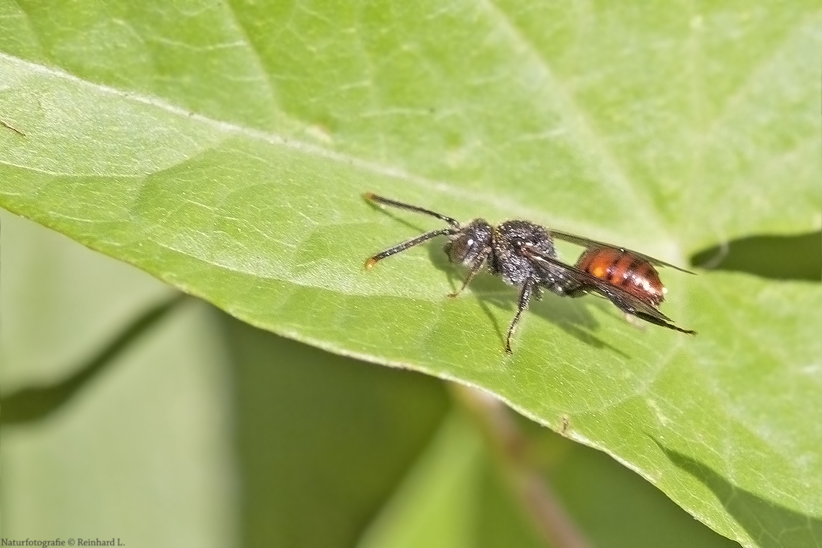   Projekt " Insekten in unserem Garten " : Rotschwarze Wespenbiene  