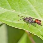   Projekt " Insekten in unserem Garten " : Rotschwarze Wespenbiene  