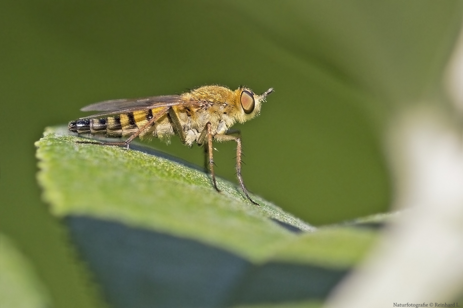  Projekt " Insekten in unserem Garten " : Schnepfenfliege