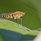  Projekt " Insekten in unserem Garten " : Schnepfenfliege