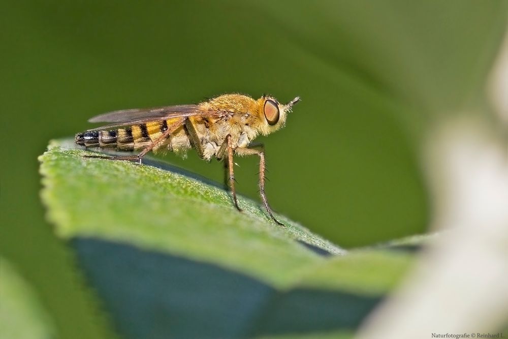 Projekt " Insekten in unserem Garten " Schnepfenfliege