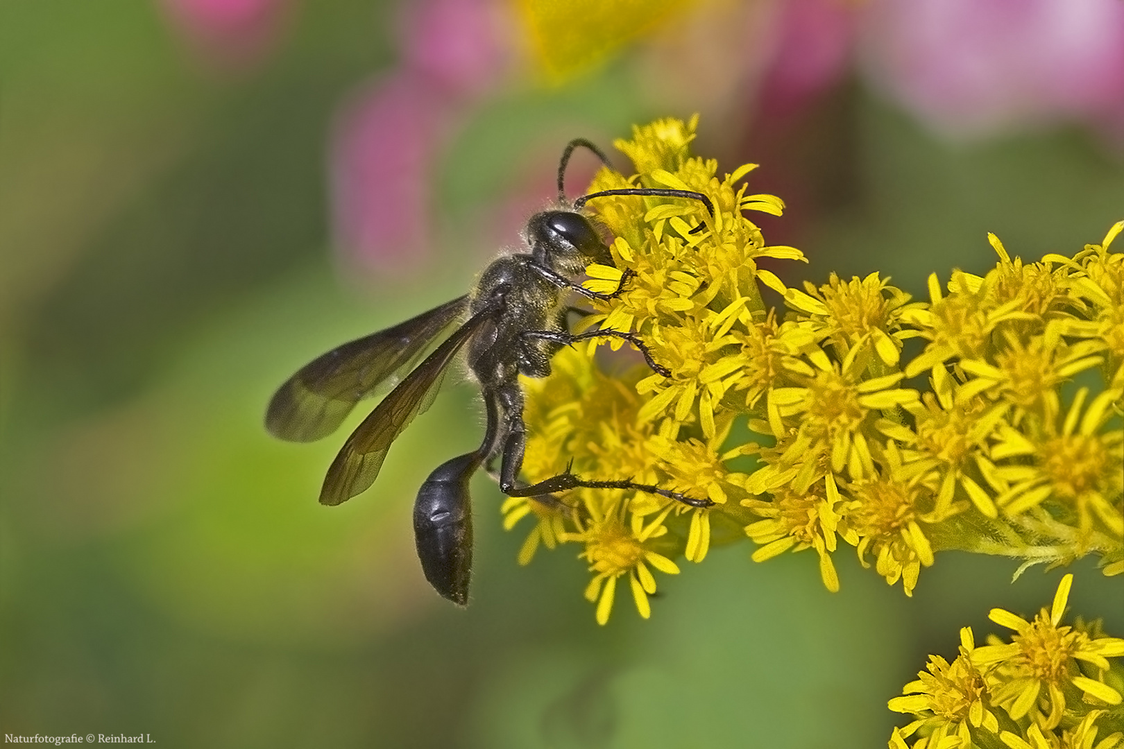 Projekt " Insekten in unserem Garten " :   Stahlblauer Grillenjäger 