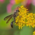 Projekt " Insekten in unserem Garten " :   Stahlblauer Grillenjäger 