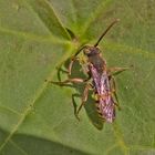 Projekt " Insekten in unserem Garten " :  Wespenbiene