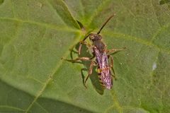 Projekt " Insekten in unserem Garten " :  Wespenbiene