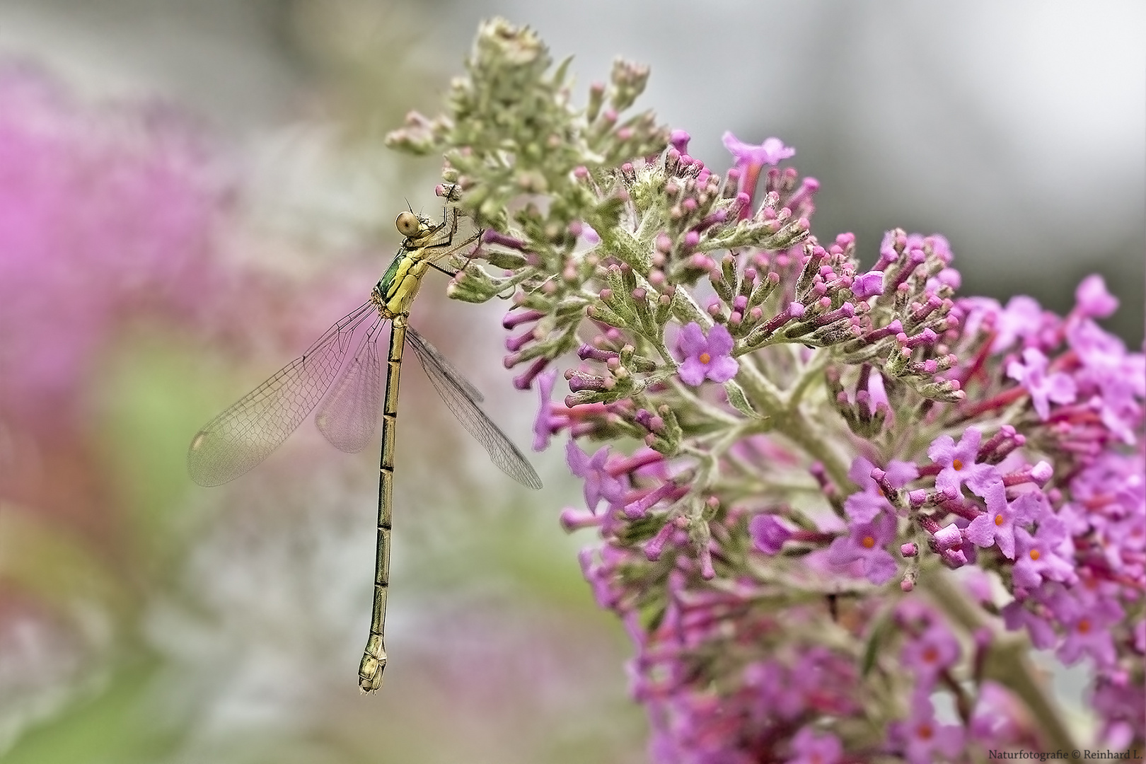  Projekt " Insekten in unserem Garten " : Westliche Weidenjungfer