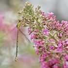  Projekt " Insekten in unserem Garten " : Westliche Weidenjungfer