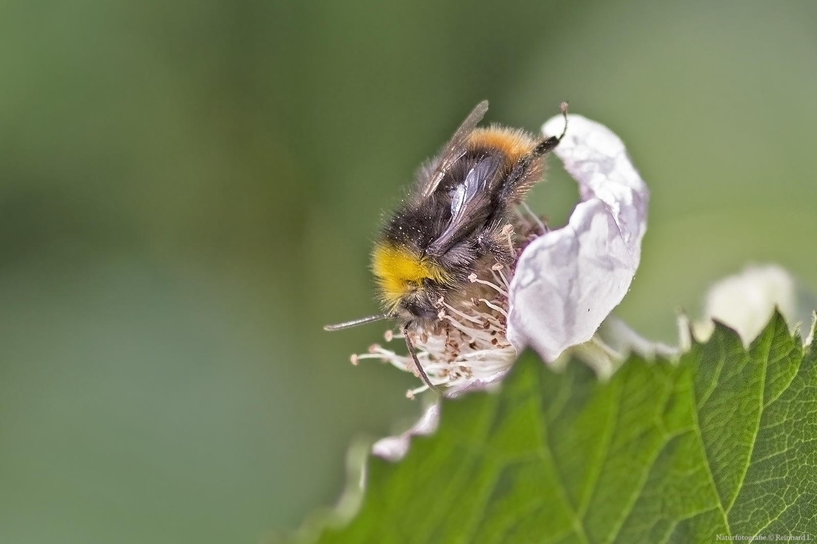 Projekt " Insekten in unserem Garten " : Wiesenhummel