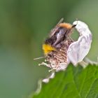 Projekt " Insekten in unserem Garten " : Wiesenhummel