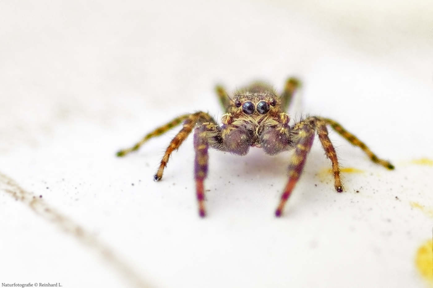 Projekt " Insekten in unserem Garten " : Zebraspringspinne