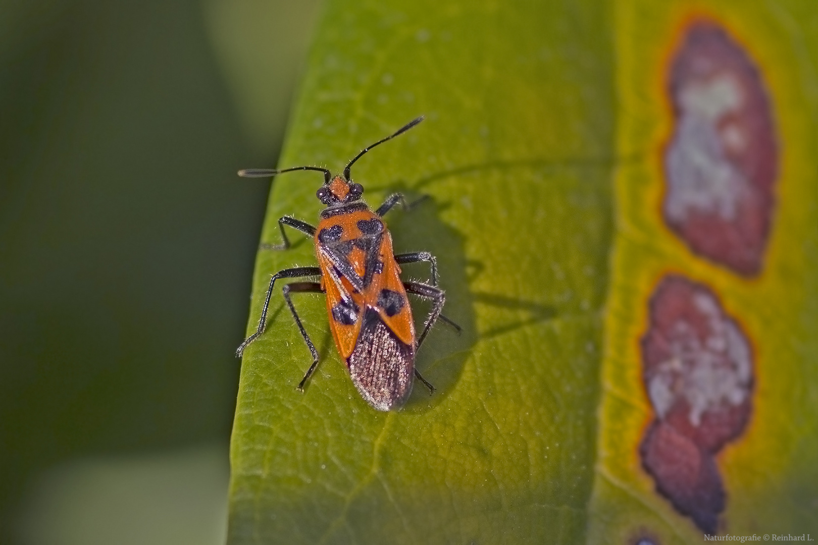 Projekt " Insekten in unserem Garten " : Zimtwanze  