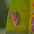 Projekt " Insekten in unserem Garten " : Zimtwanze  