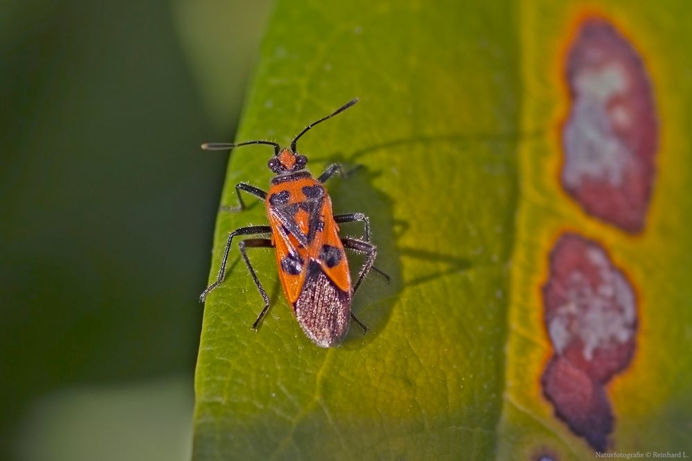 Projekt &quot; Insekten in unserem Garten &quot; Zimtwanze Foto