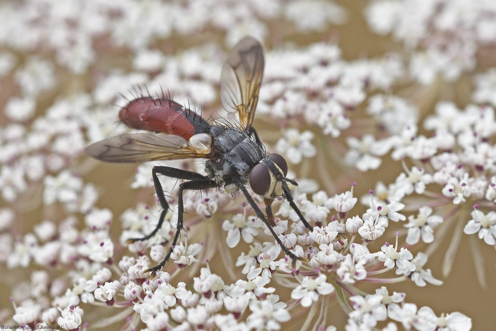 Projekt " Insekten in unserem Garten " : Zweifarbige Raupenfliege 