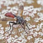 Projekt " Insekten in unserem Garten " : Zweifarbige Raupenfliege 