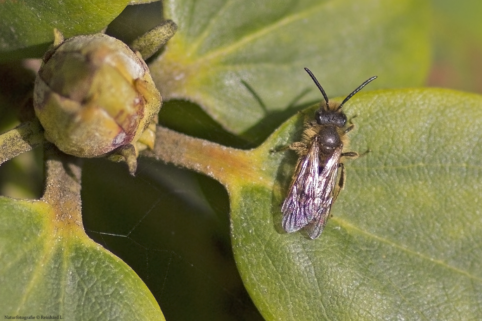 Projekt " Insekten in unserem Garten " : Zweifarbige Sandbiene  Wildbiene