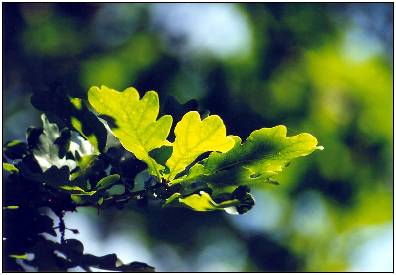 Projekt Licht und Schatten: Eichenblatt