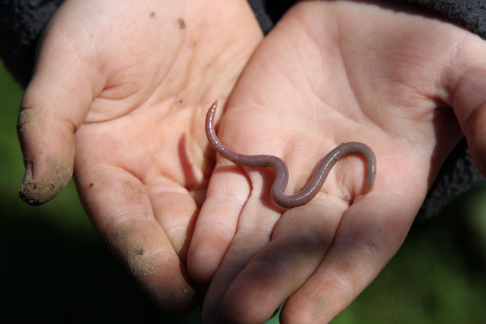 Projekt: Mein Foto der Woche ... oh ein Regenwurm!