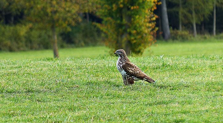 Projekt "Sonntag mit Sonne"