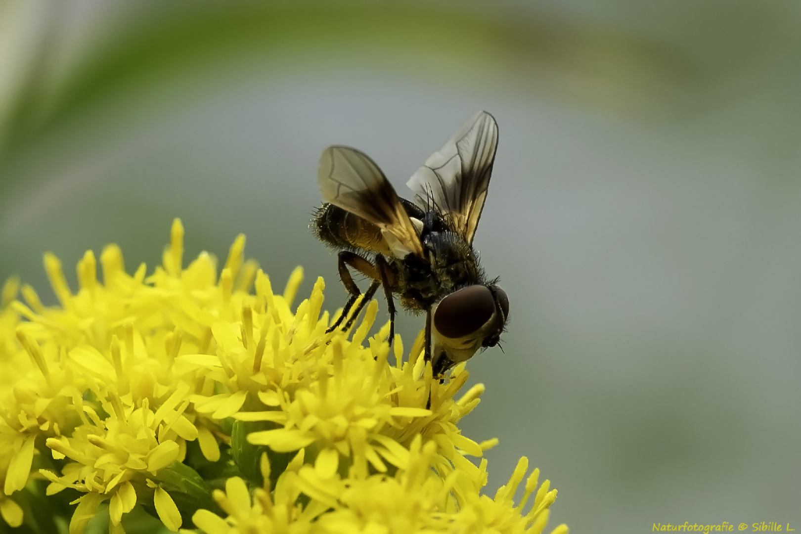 Projekt "Tiere in unserem Garten"