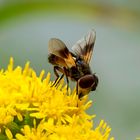 Projekt "Tiere in unserem Garten"