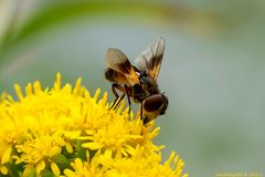 Projekt "Tiere in unserem Garten"