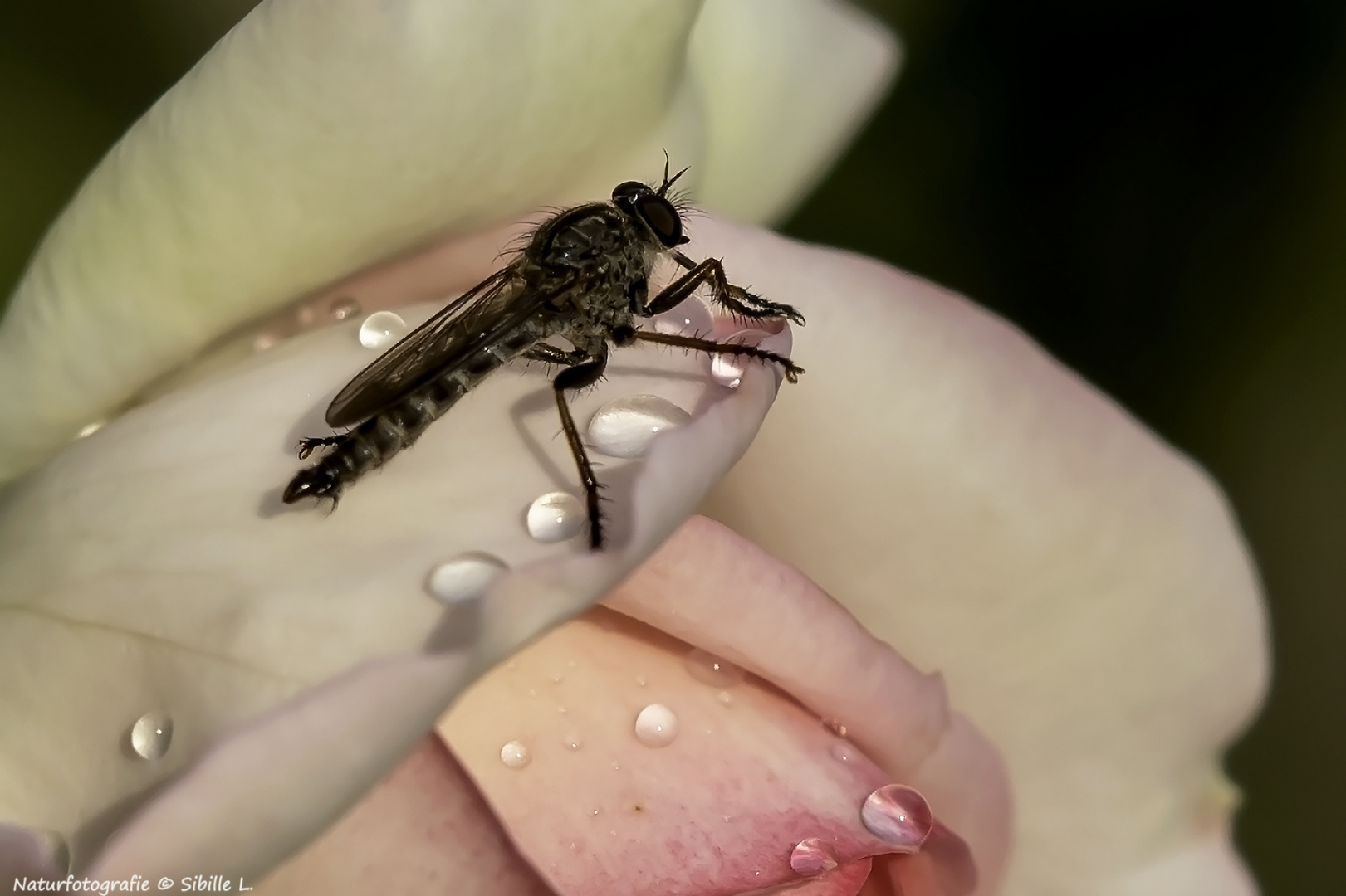 Projekt "Tiere in unserem Garten"