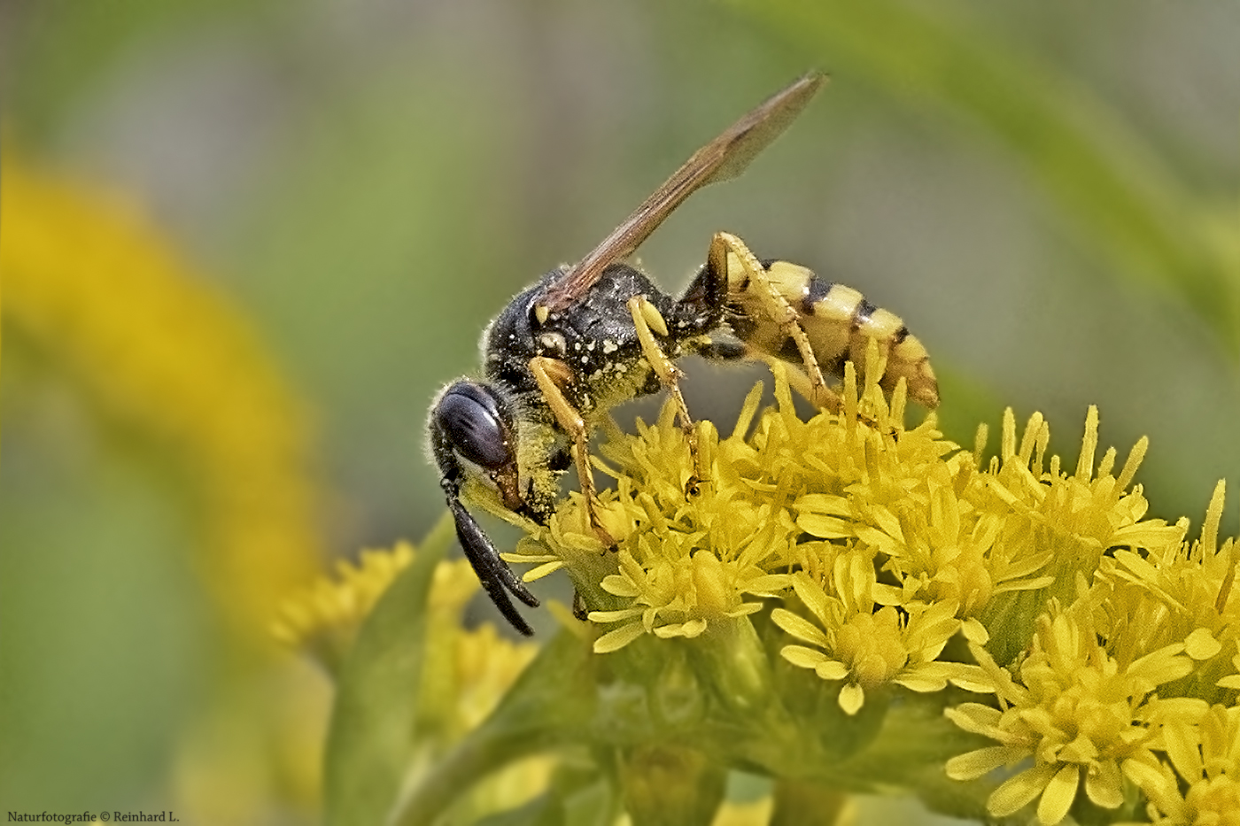 Projekt " Tiere in unserem Garten " 2021 : Bienenwolf