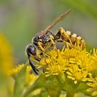 Projekt " Tiere in unserem Garten " 2021 : Bienenwolf